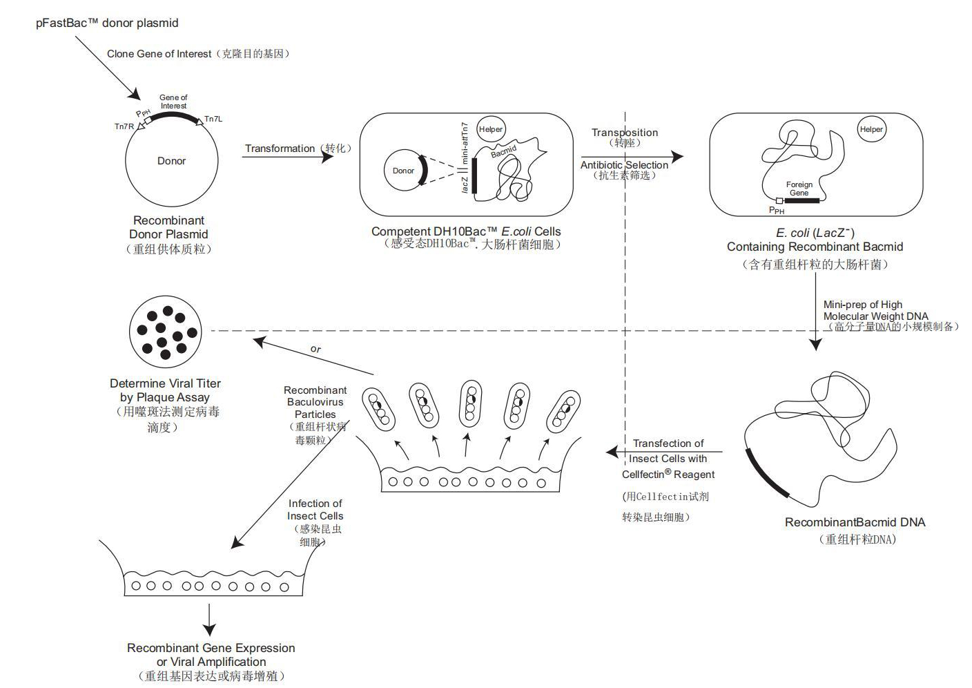 What Is A Baculovirus Expression Vector